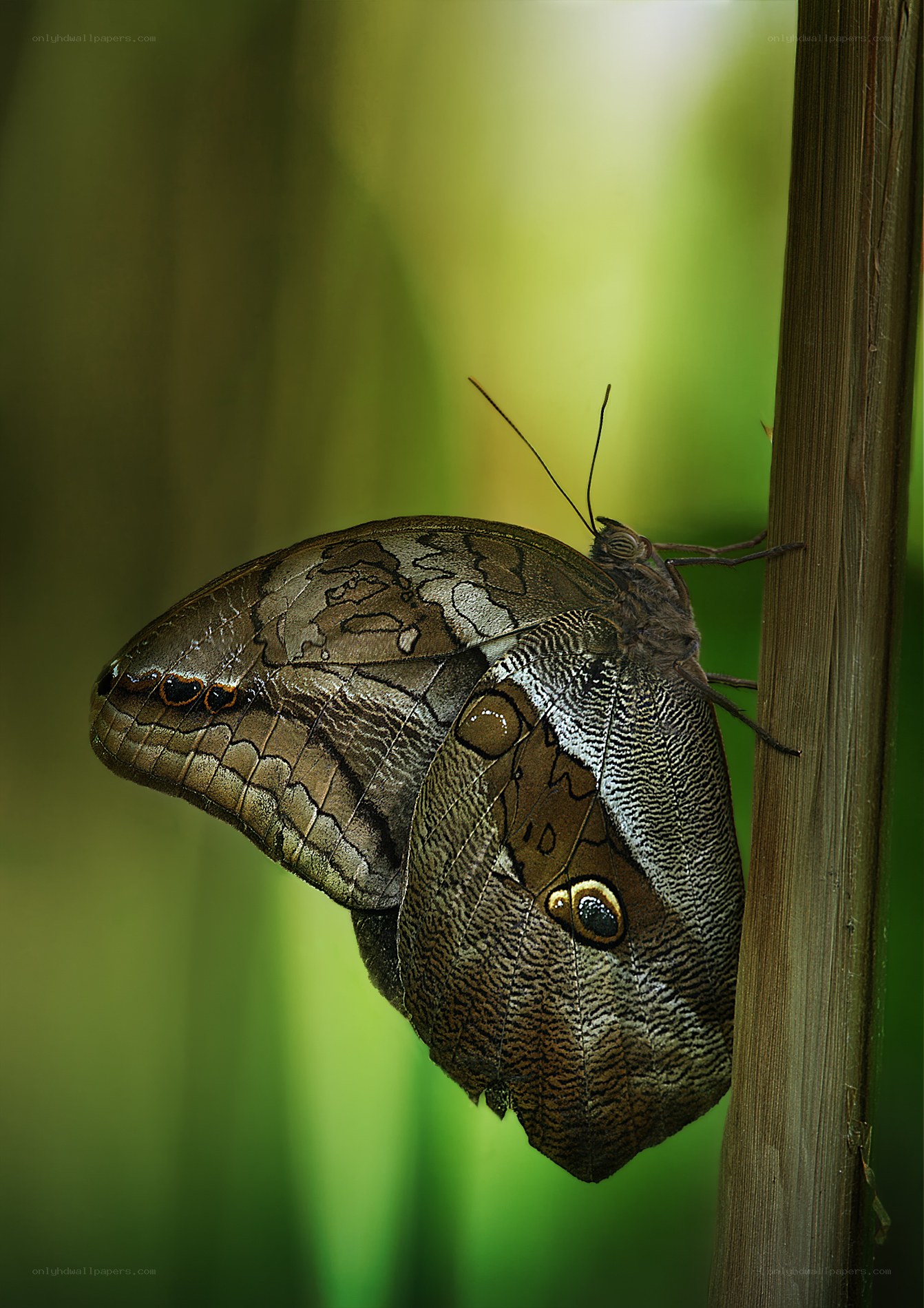 Butterfly on a plant stem