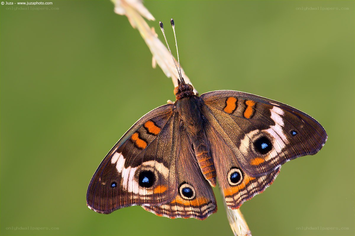 Butterfly on a plant stem