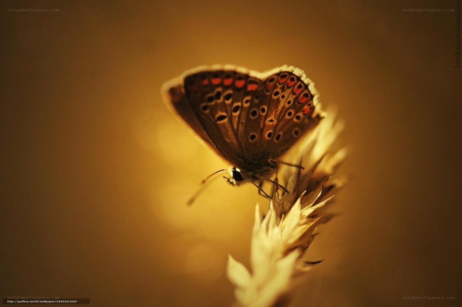 butterfly on a plant
