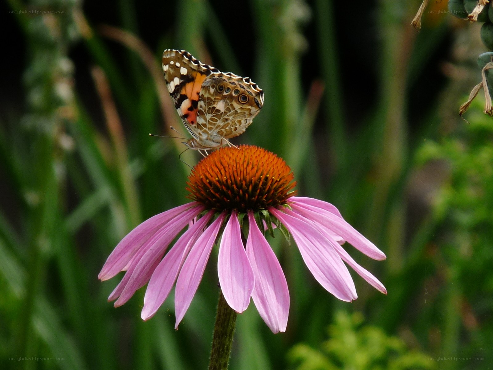 butterfly on a purple coneflower