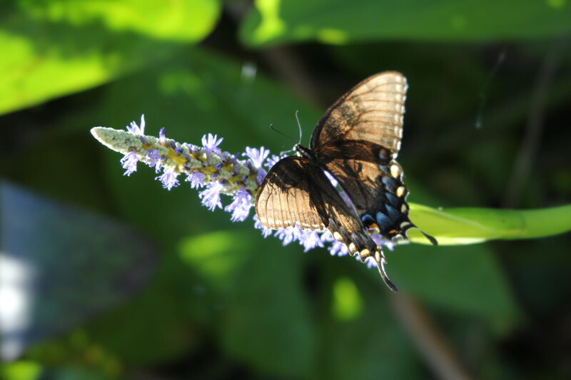 Butterfly on a purple flower