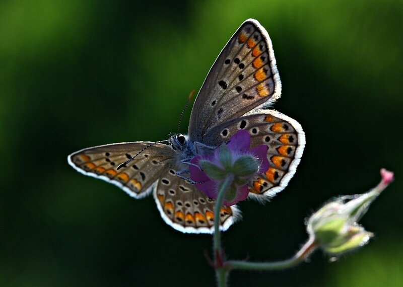 butterfly on a purple flower