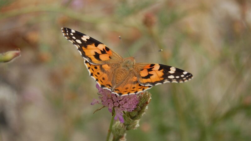 butterfly on a purple flower