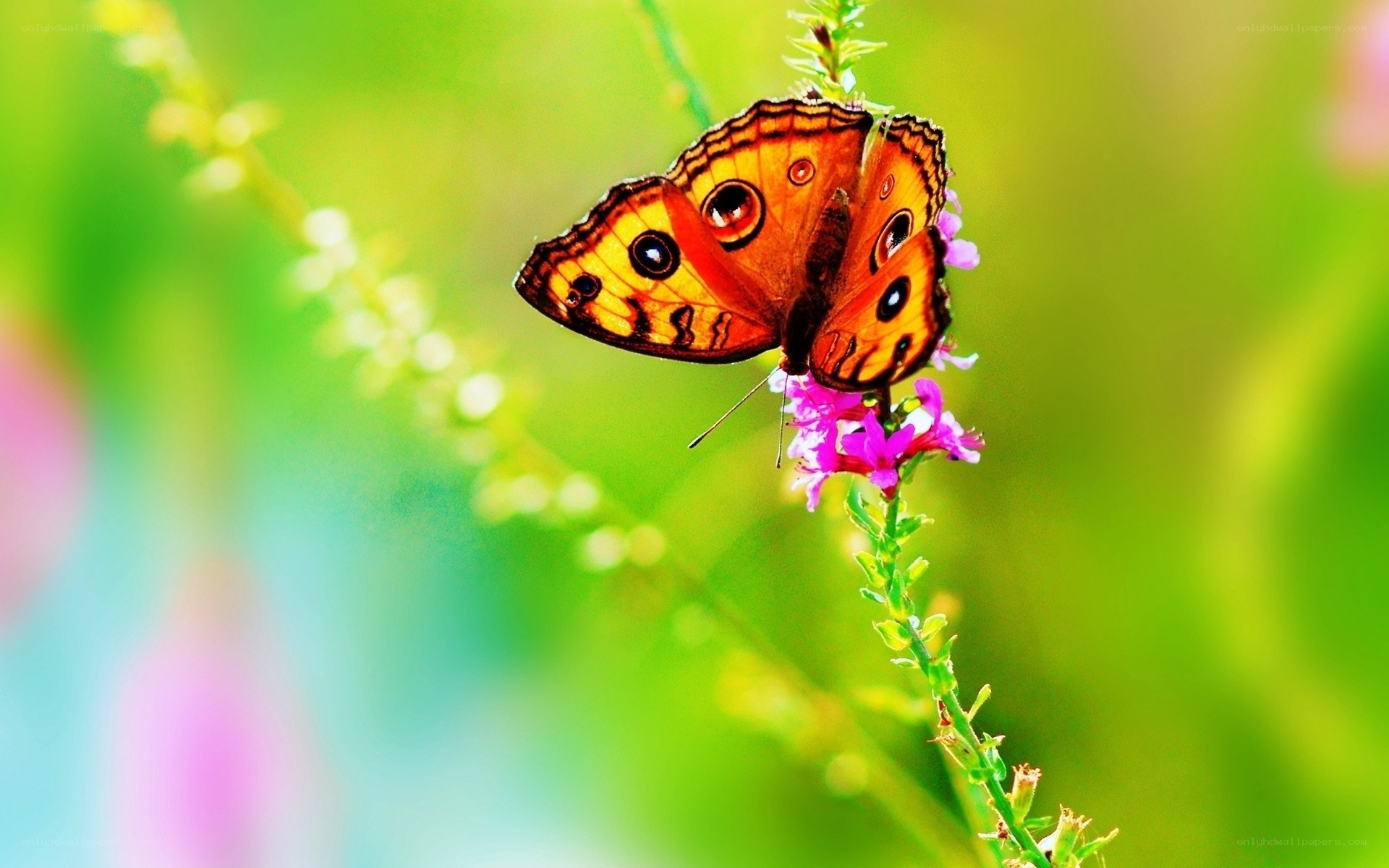 Butterfly on a purple flower