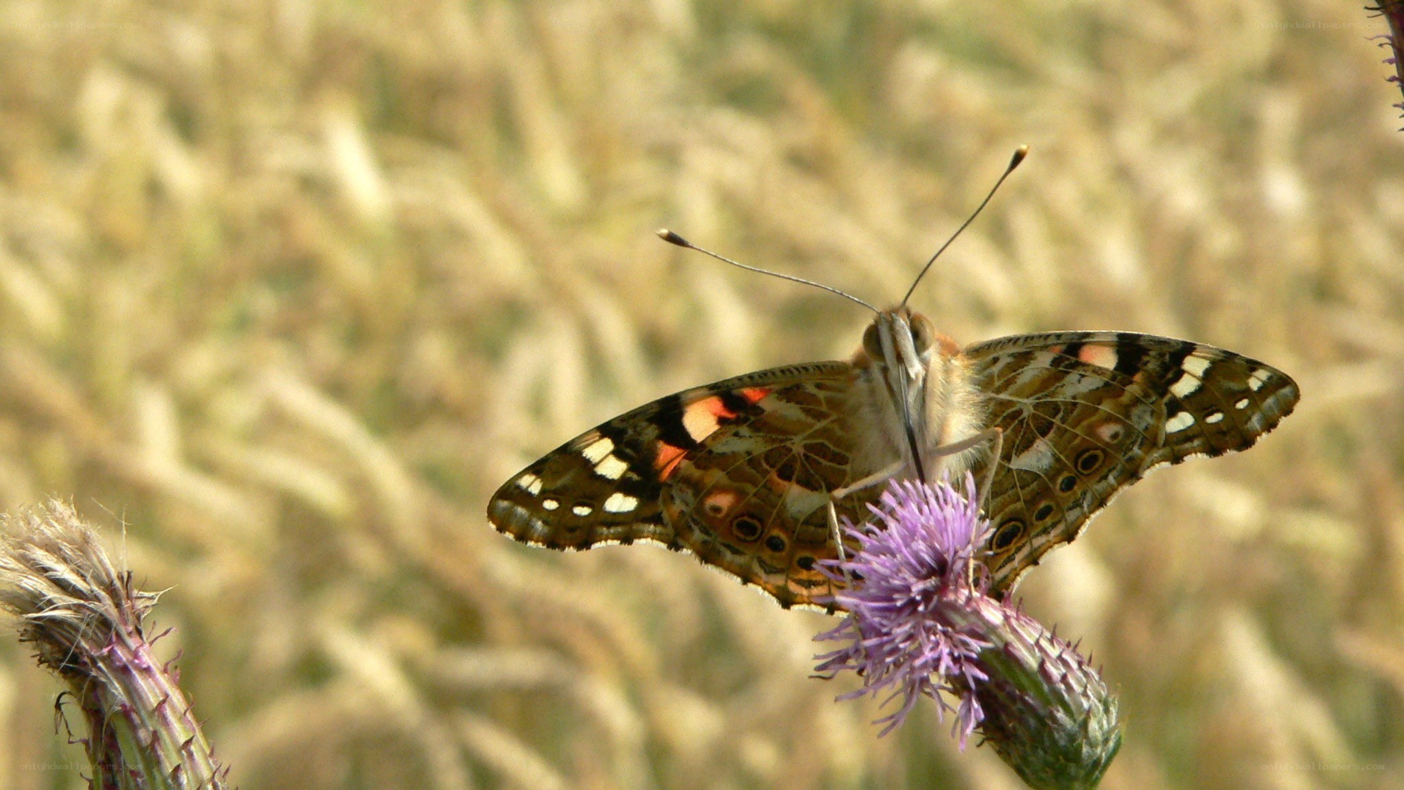 butterfly on a purple flower