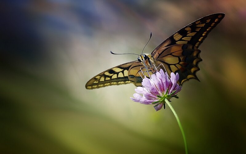 butterfly on a purple flower