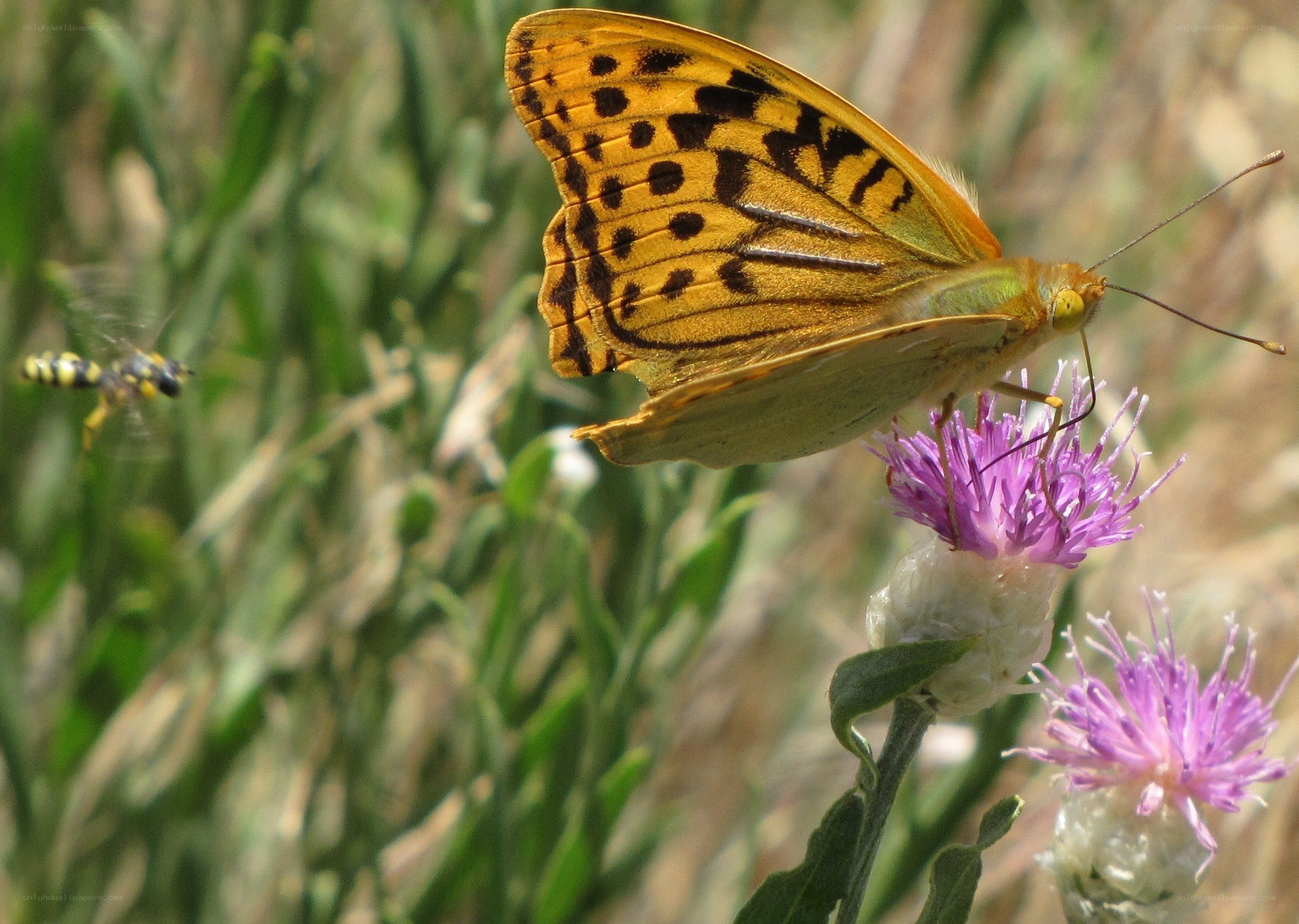 Butterfly on a purple flower
