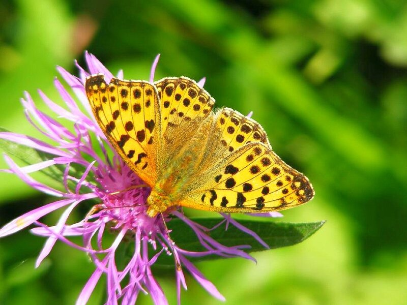 Butterfly on a purple flower
