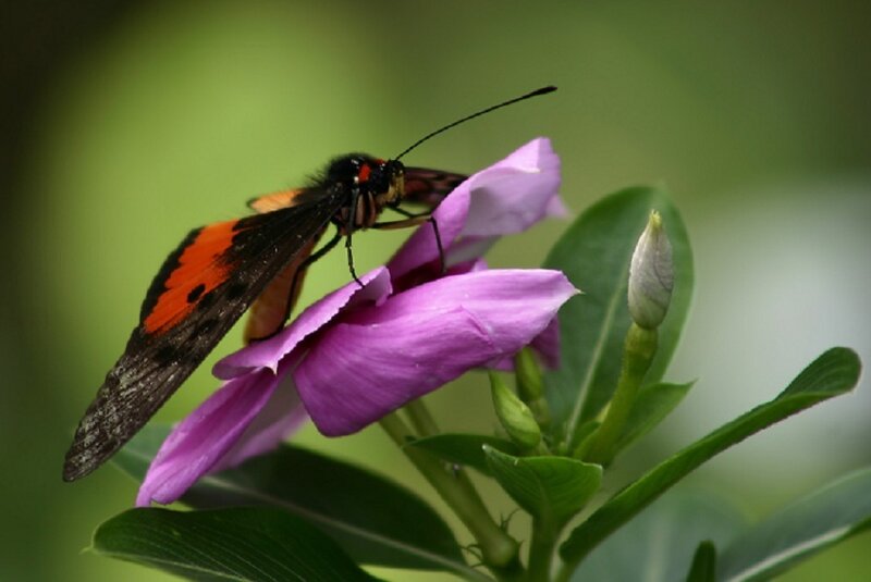 Butterfly on a purple flower