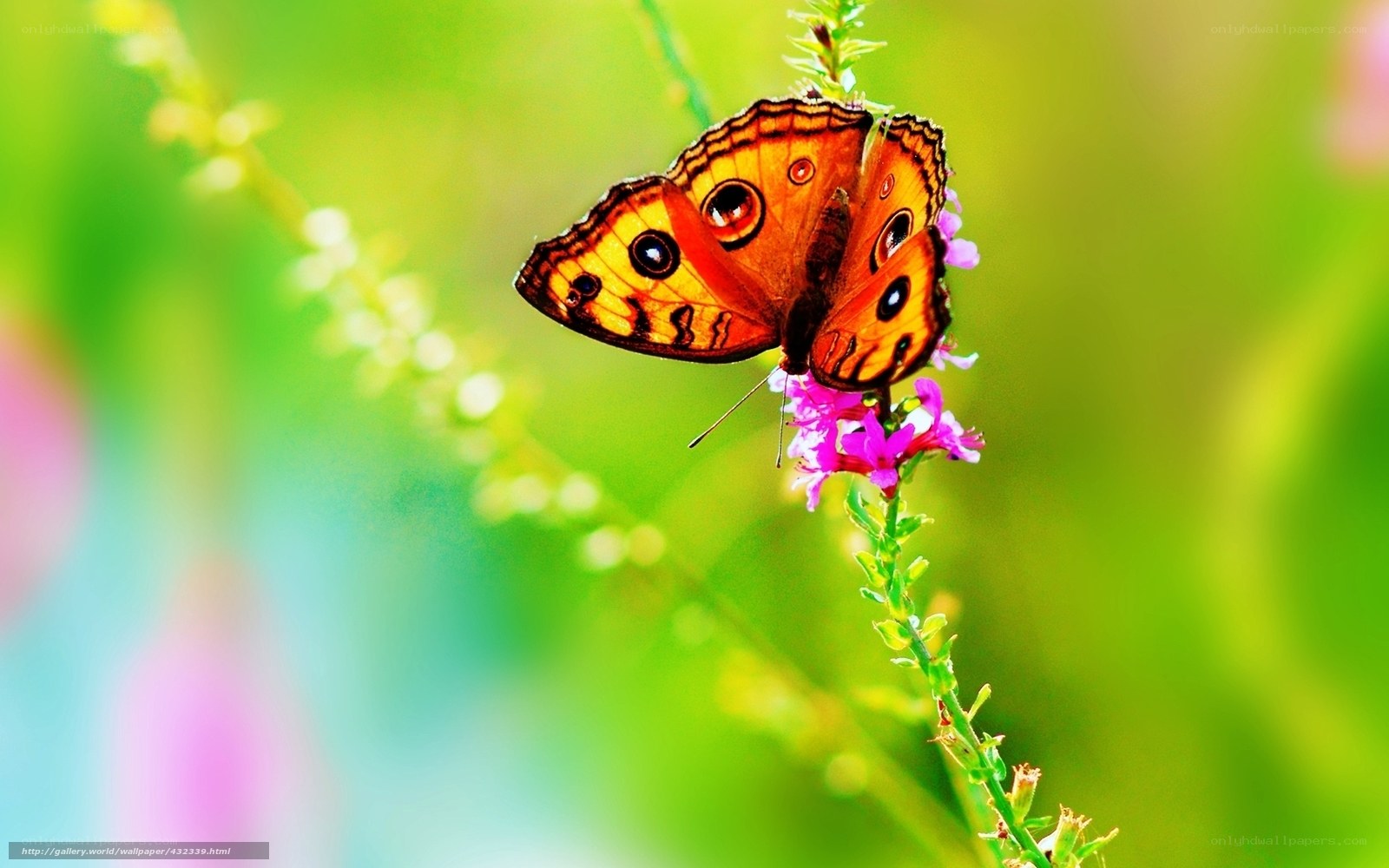 Butterfly on a purple flower