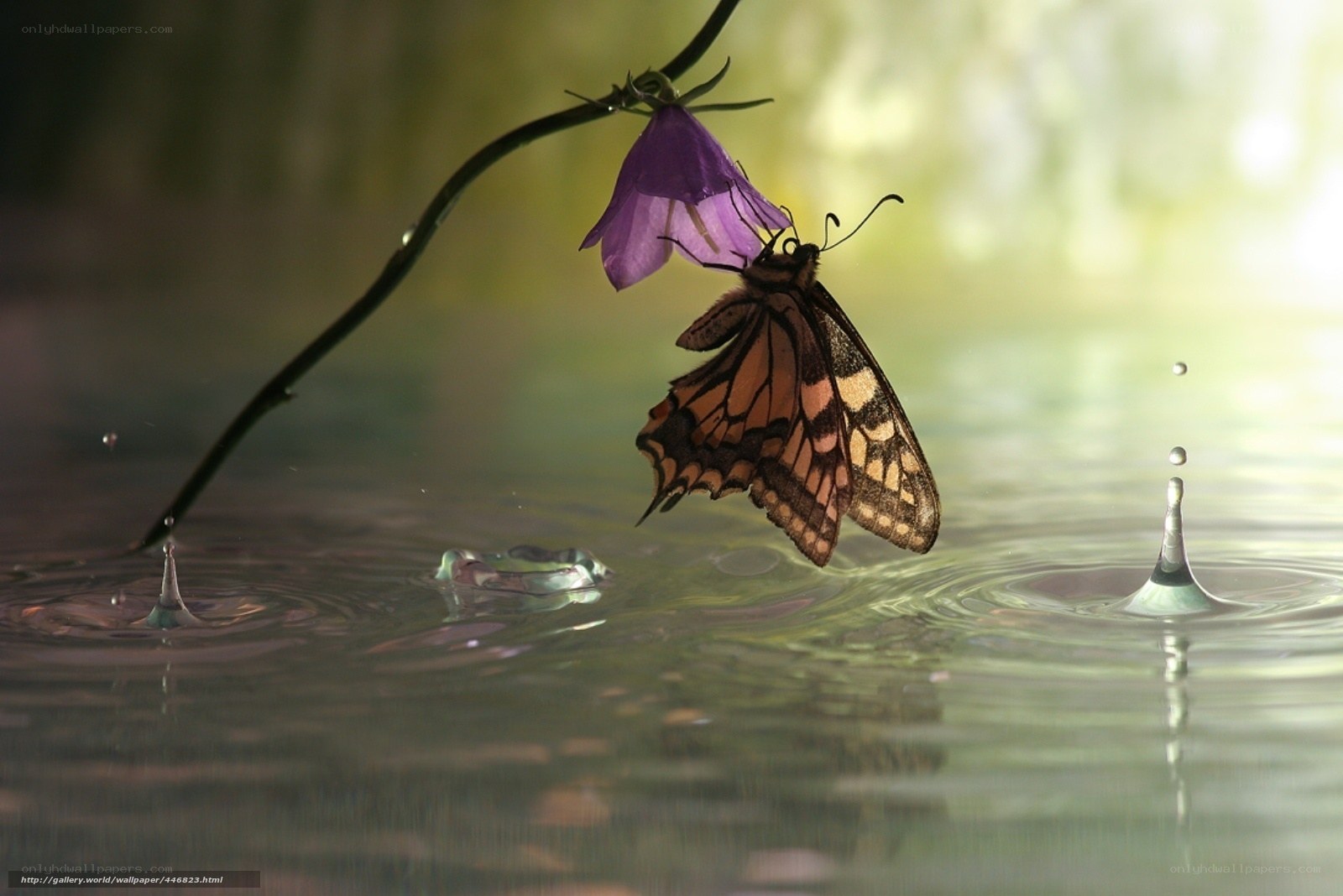 Butterfly on a purple flower