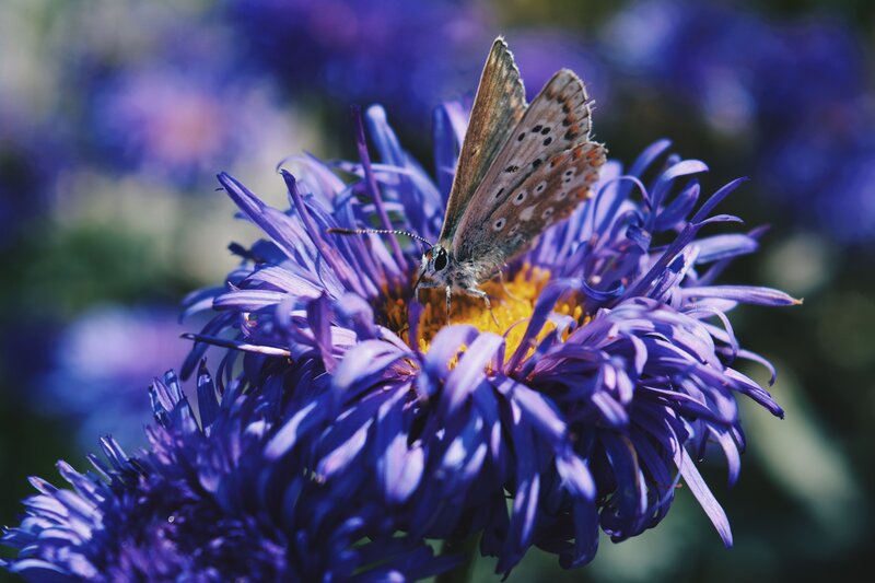 Butterfly on a purple flower