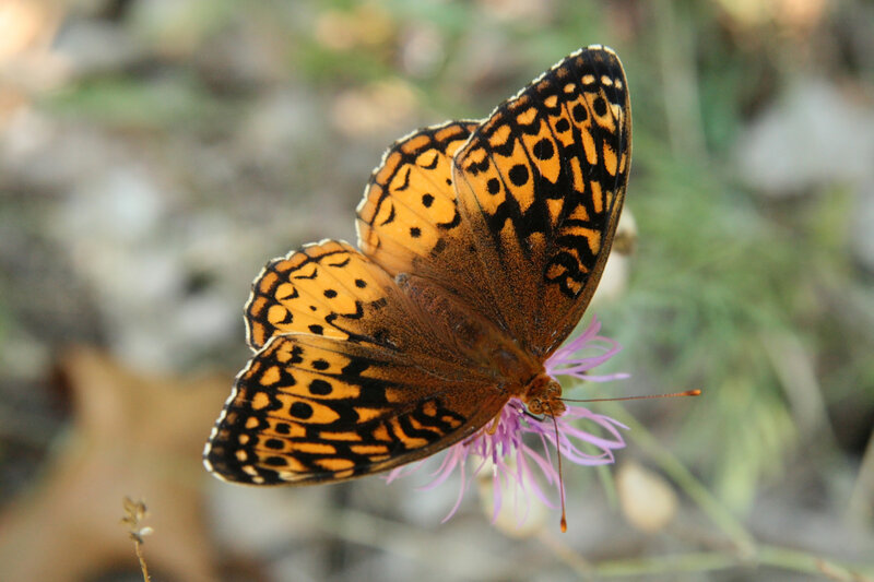 butterfly on a purple flower