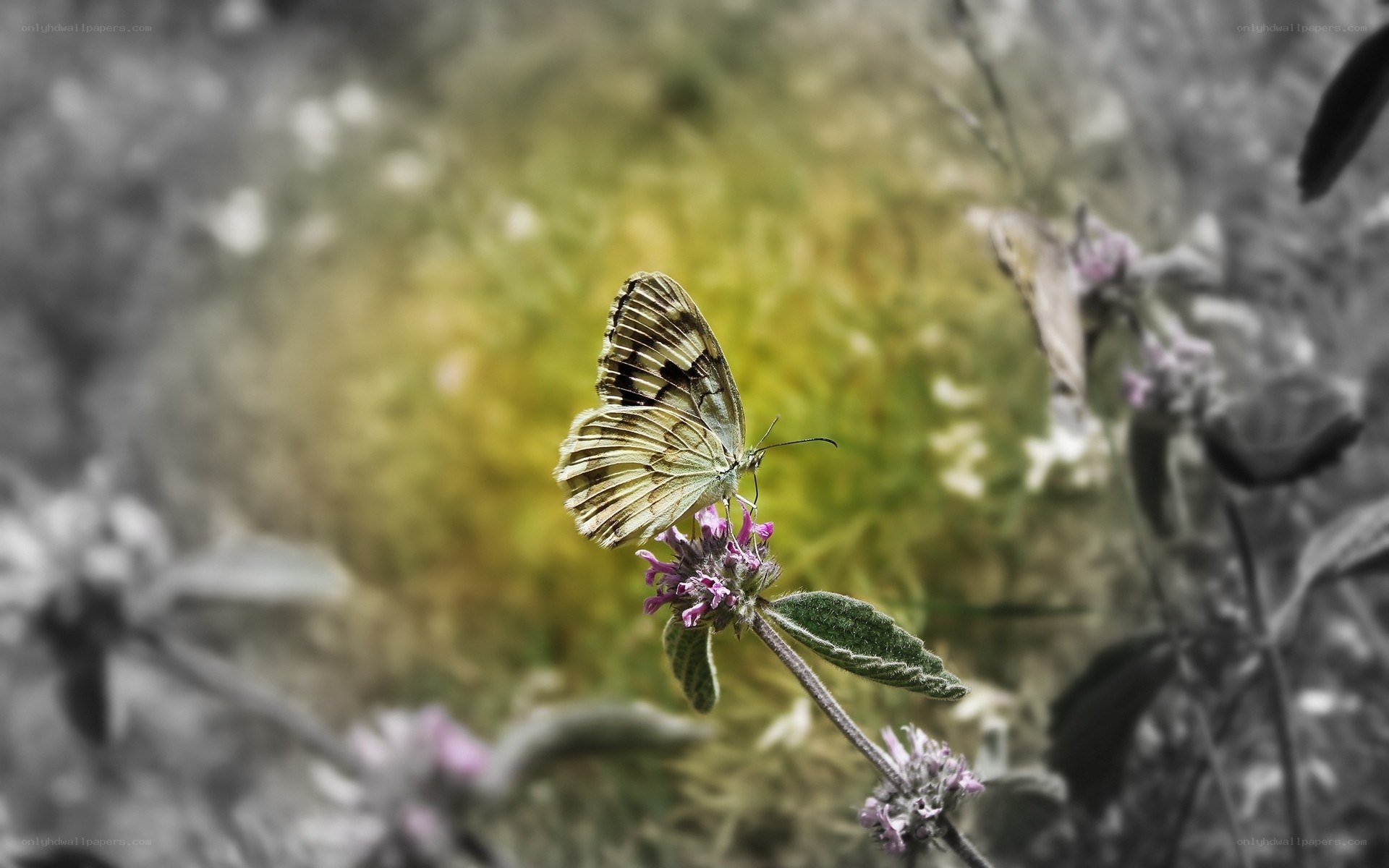 Butterfly on a purple flower