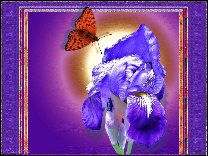 Butterfly on a purple iris