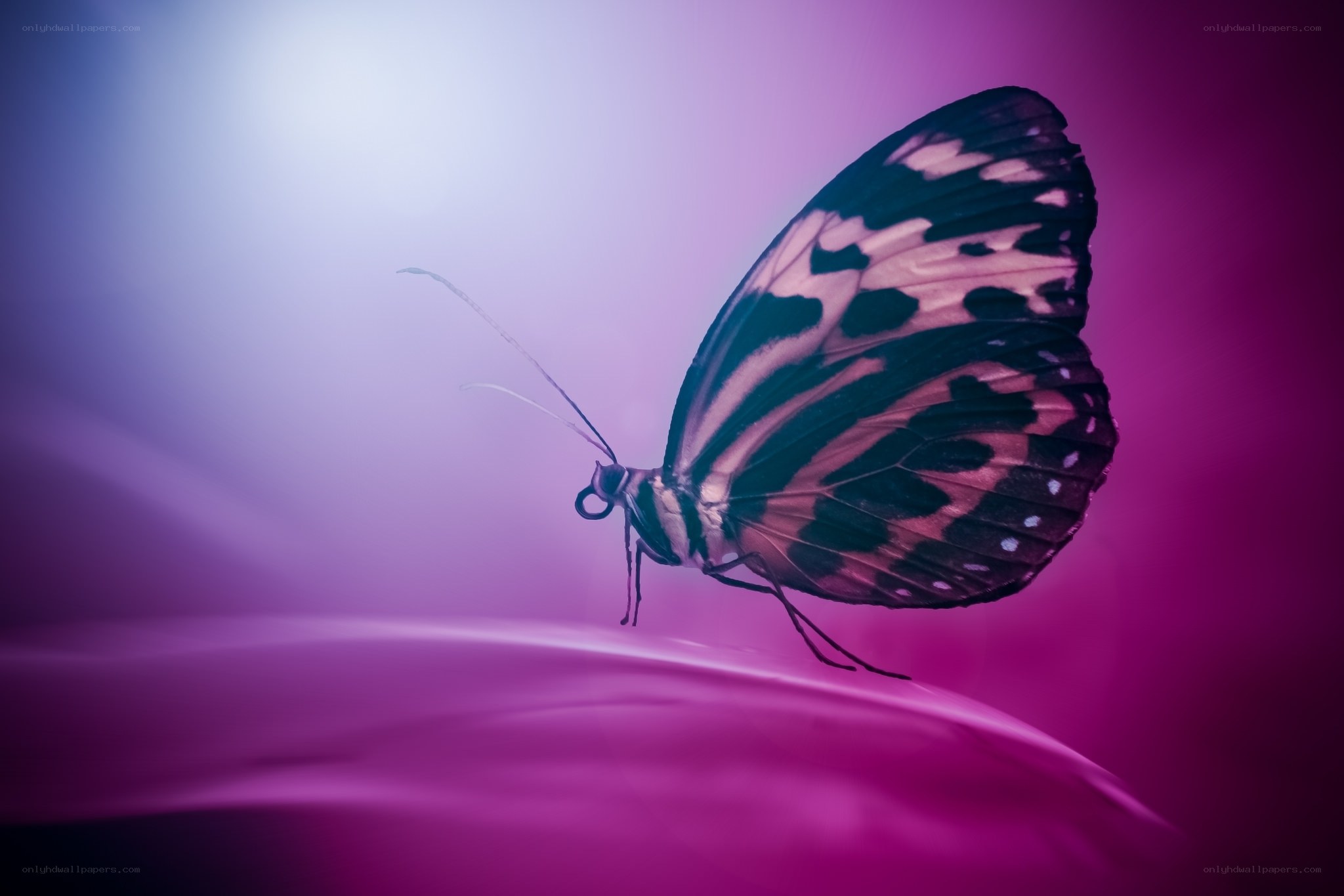 butterfly on a purple leaf