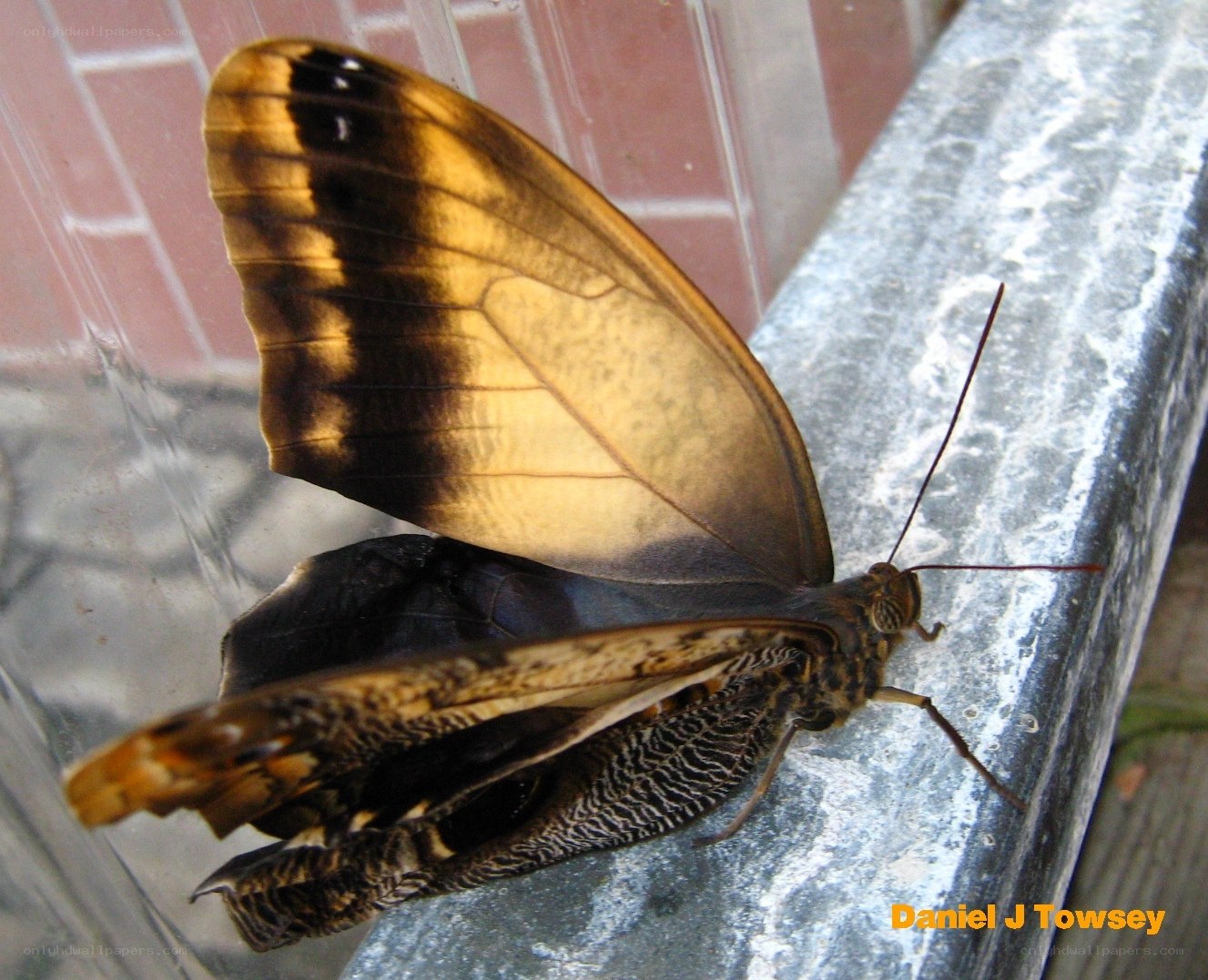 butterfly on a railing