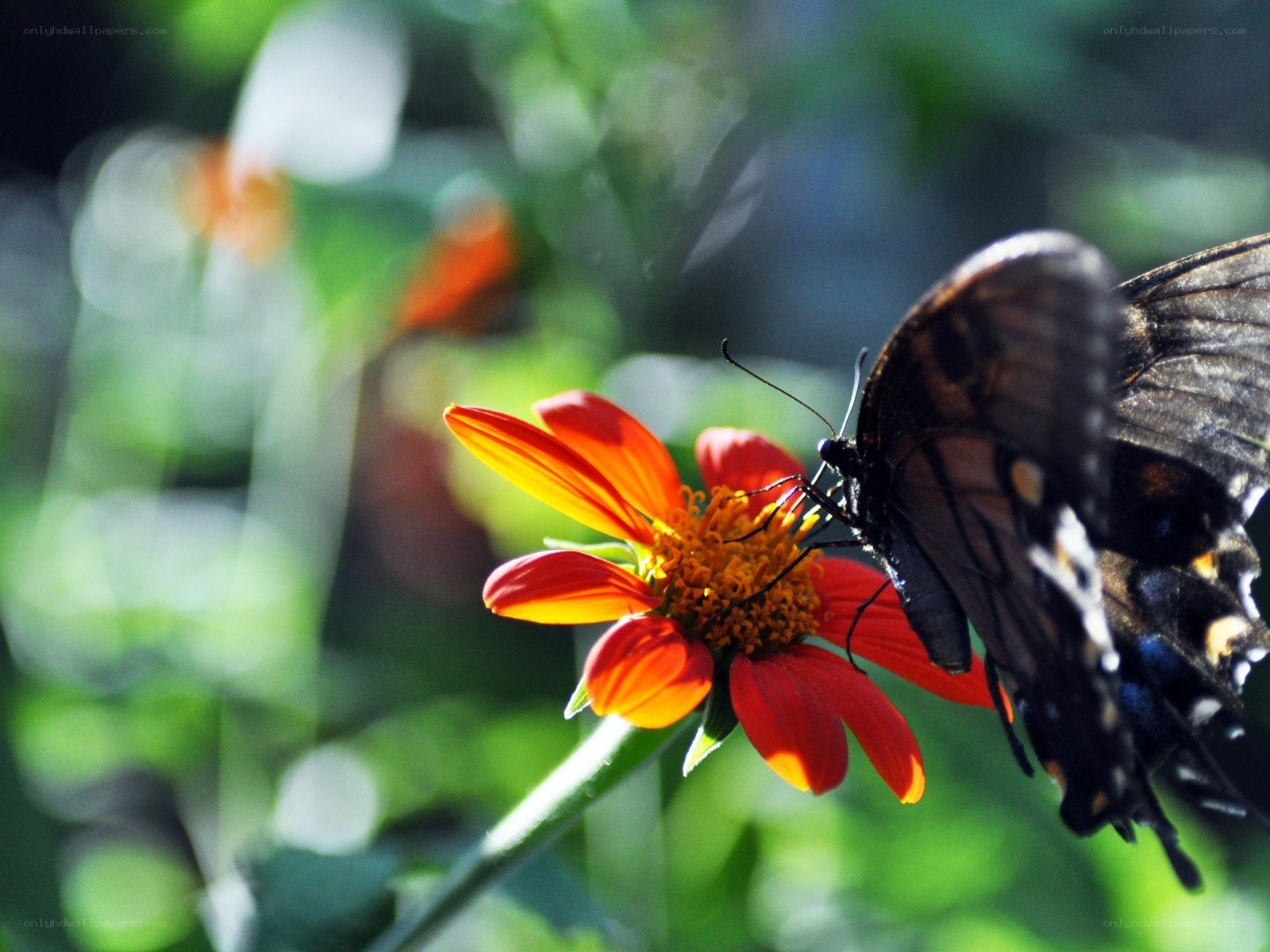 Butterfly on a red flower