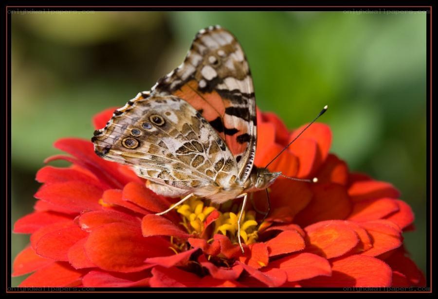 Butterfly on a red flower