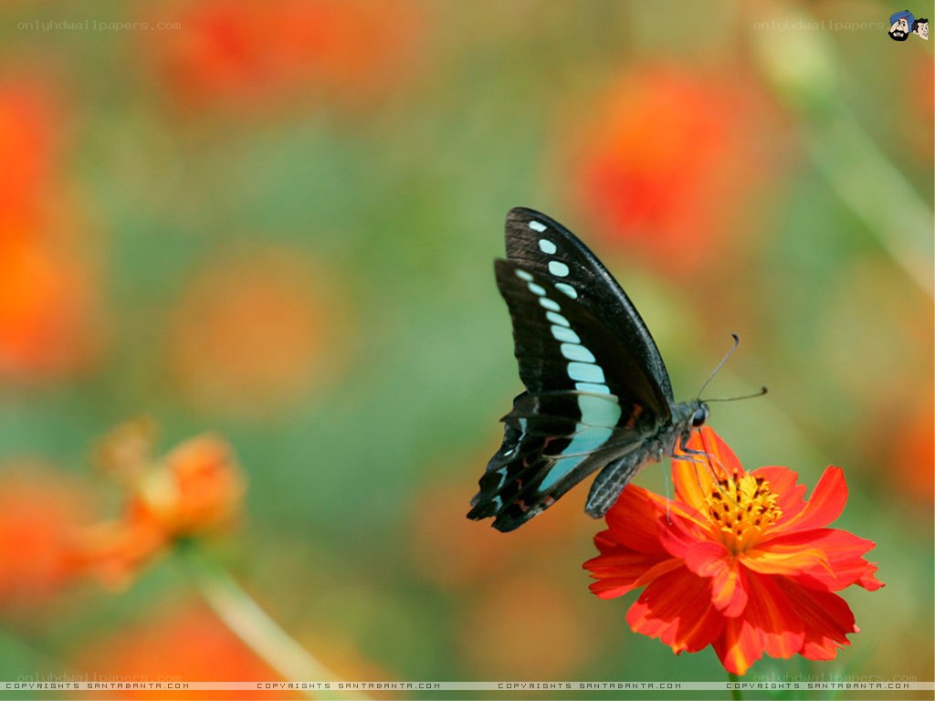 butterfly on a red flower