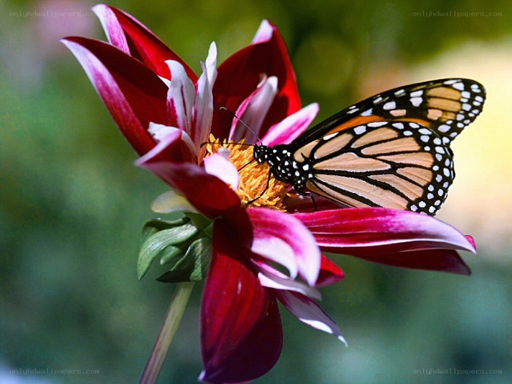 butterfly on a red flower