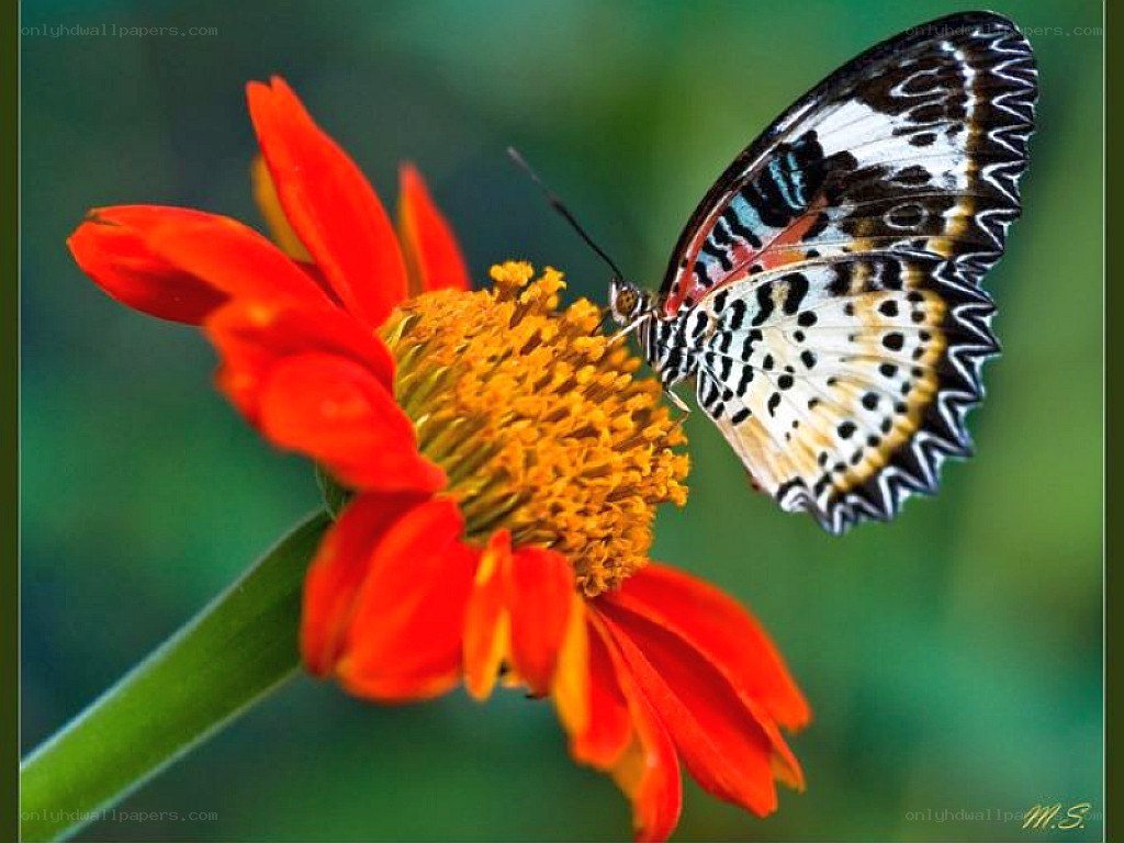 butterfly on a red flower