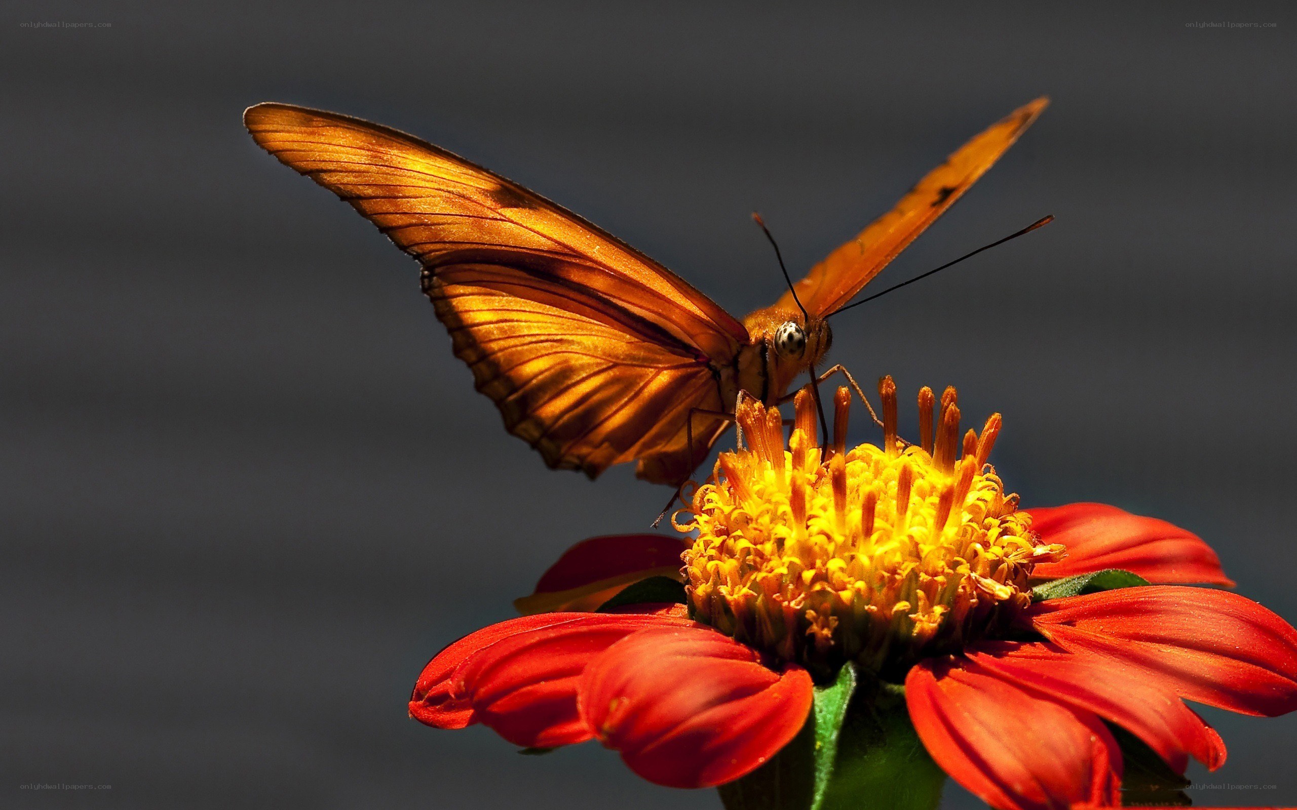 Butterfly on a red flower