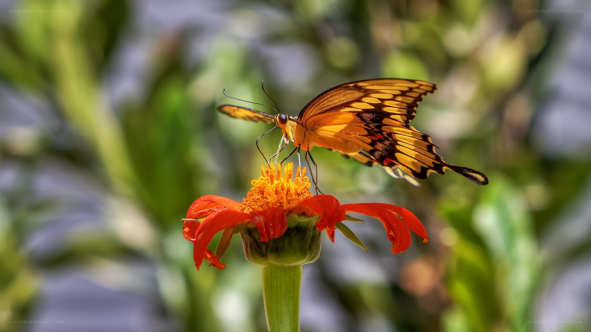 butterfly on a red flower