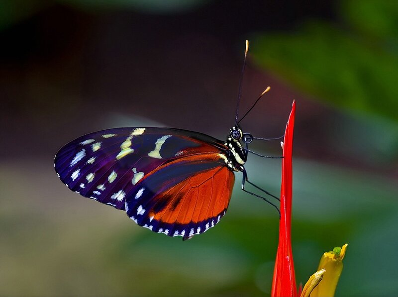 Butterfly on a red flower