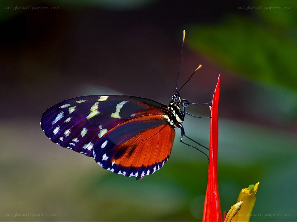 Butterfly on a red flower