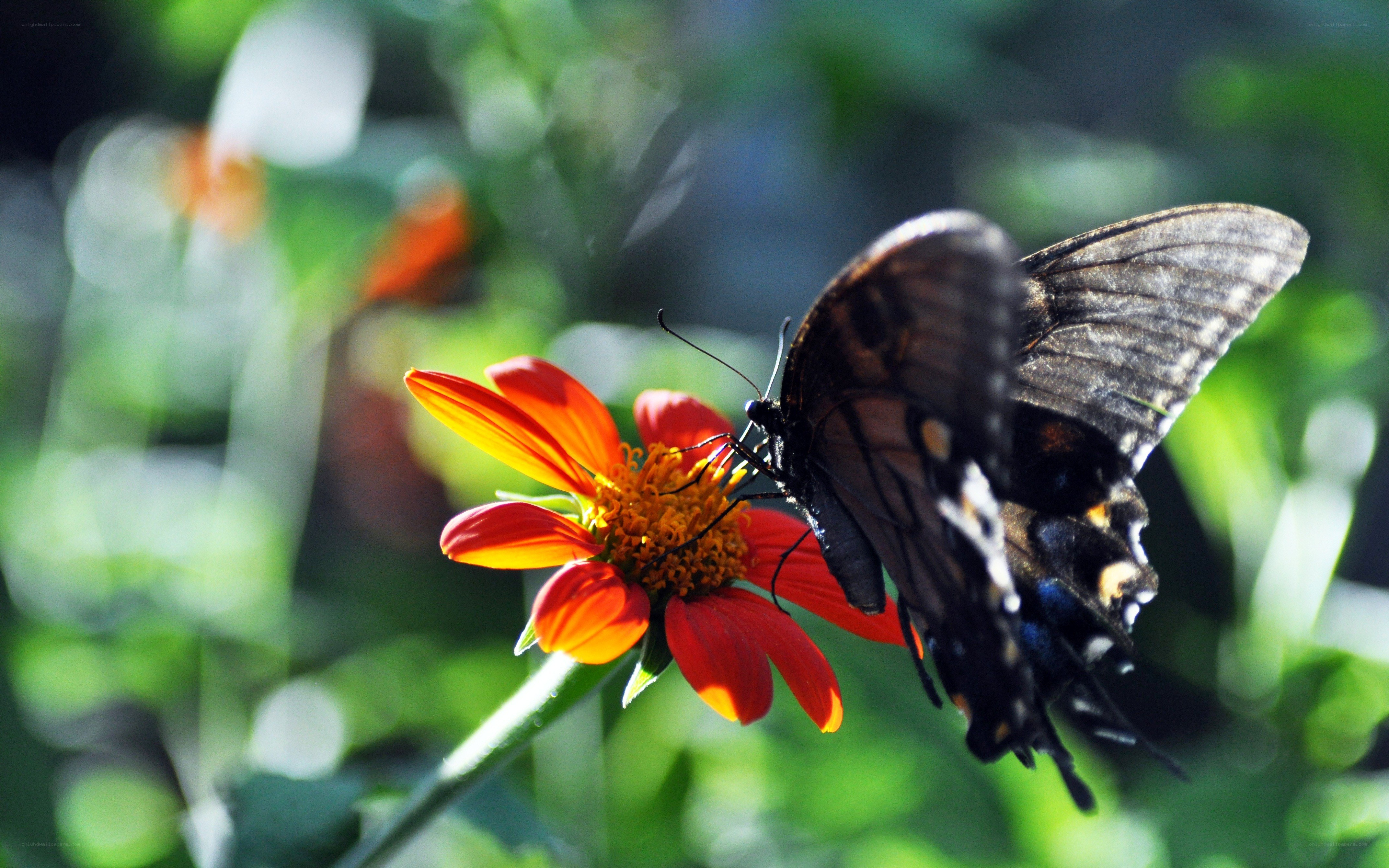 butterfly on a red flower