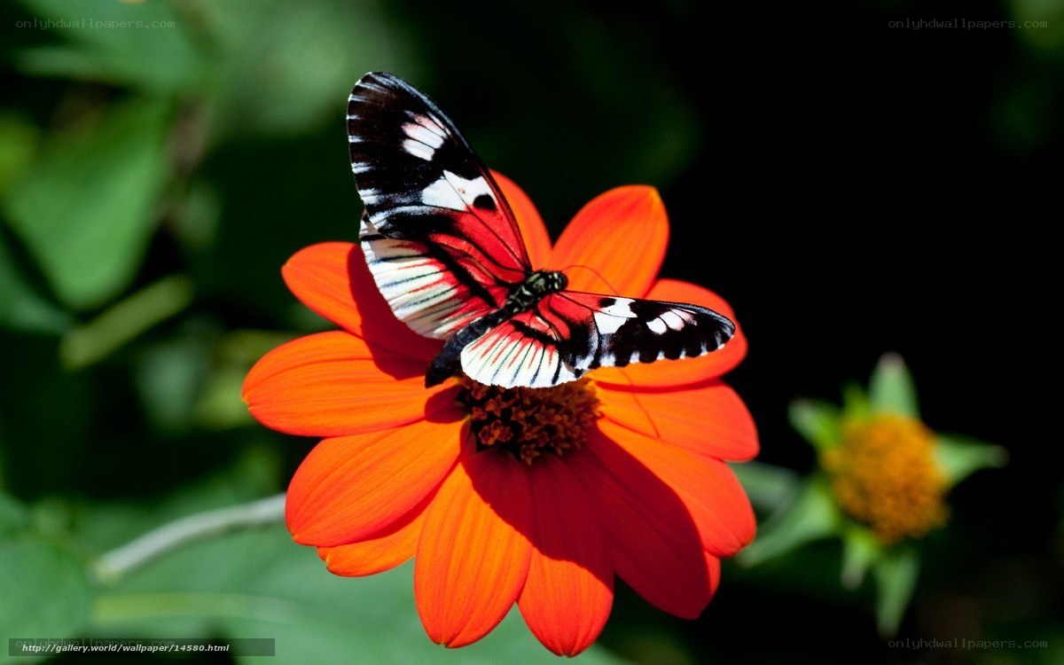 Butterfly on a red flower