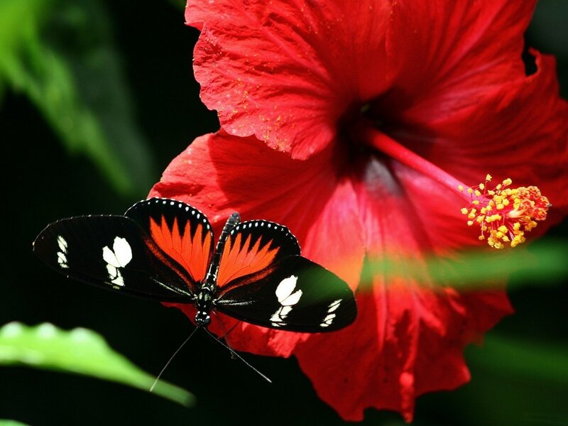 Butterfly on a red hibiscus