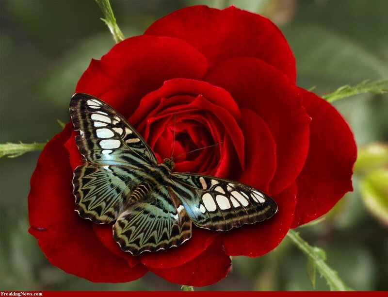Butterfly on a red rose