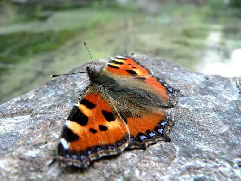 butterfly on a rock