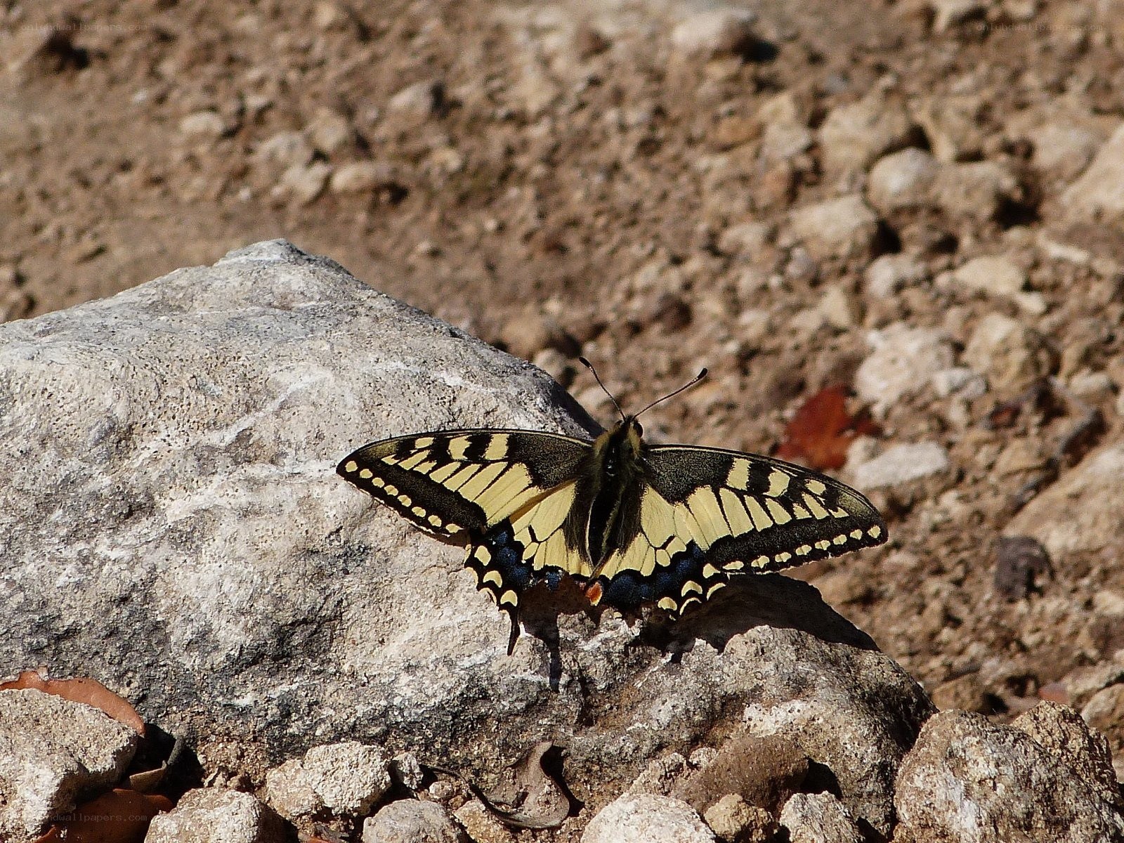 butterfly on a rock