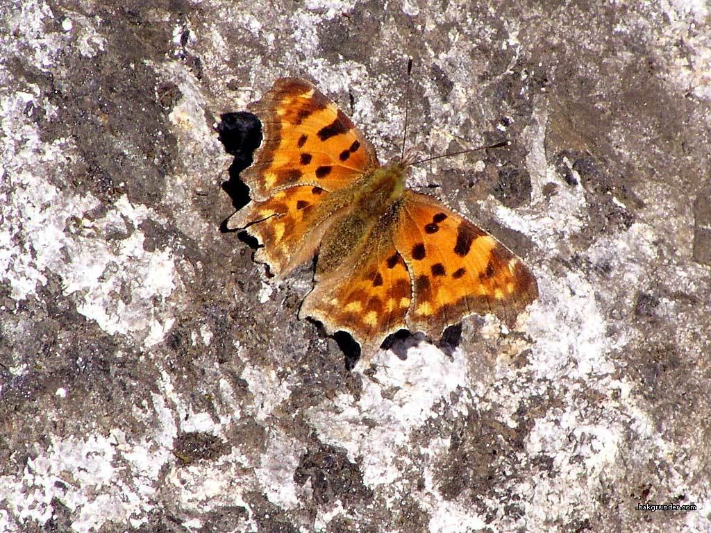 butterfly on a rock