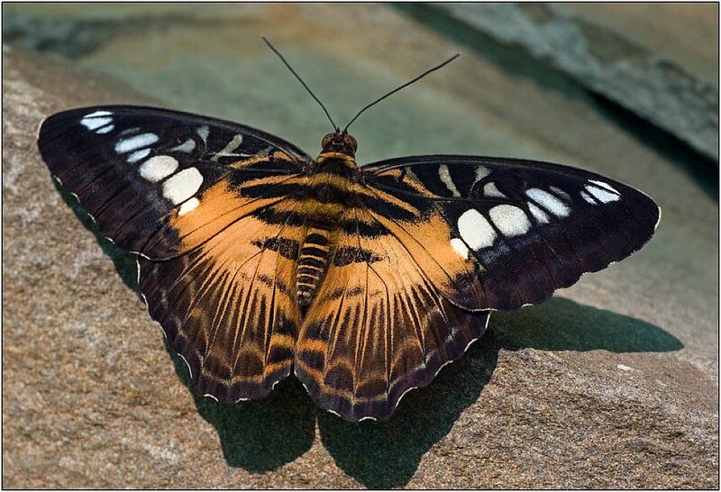 butterfly on a rock