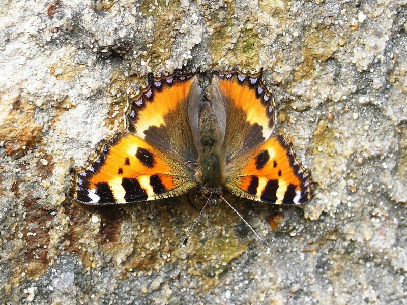 butterfly on a rock