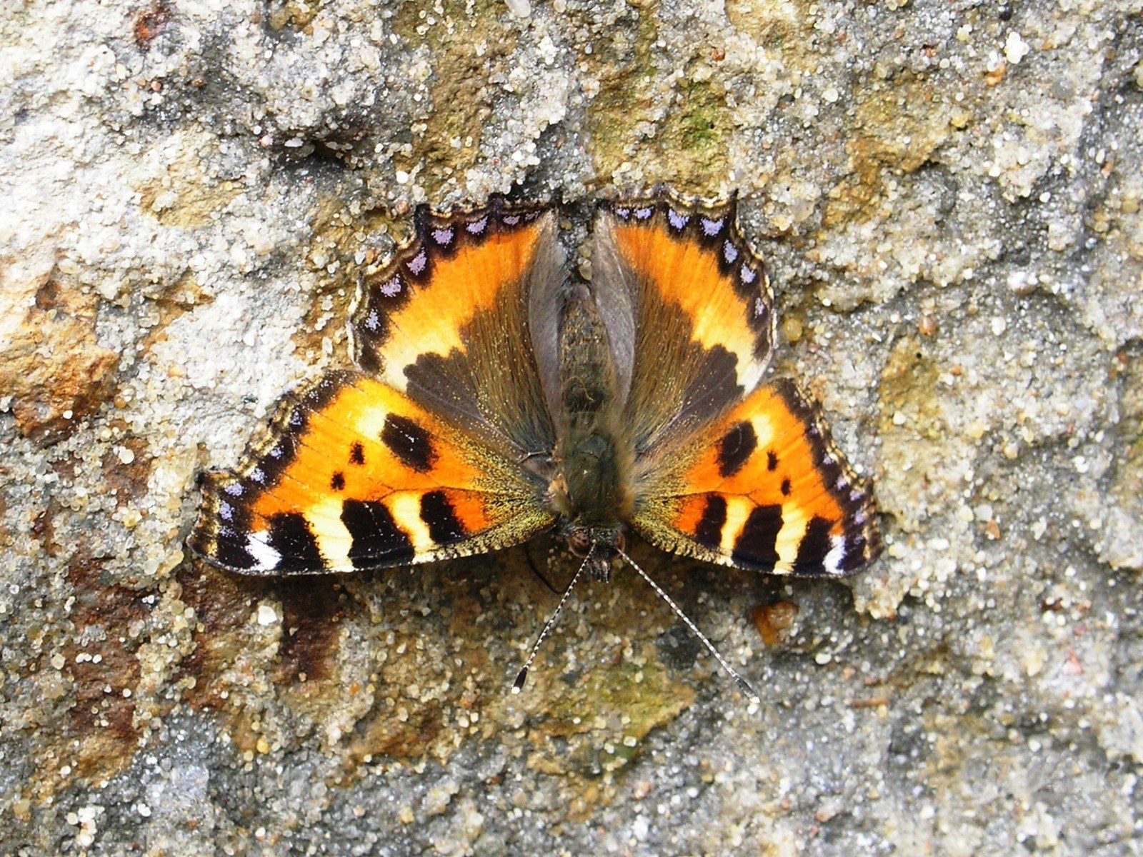 butterfly on a rock