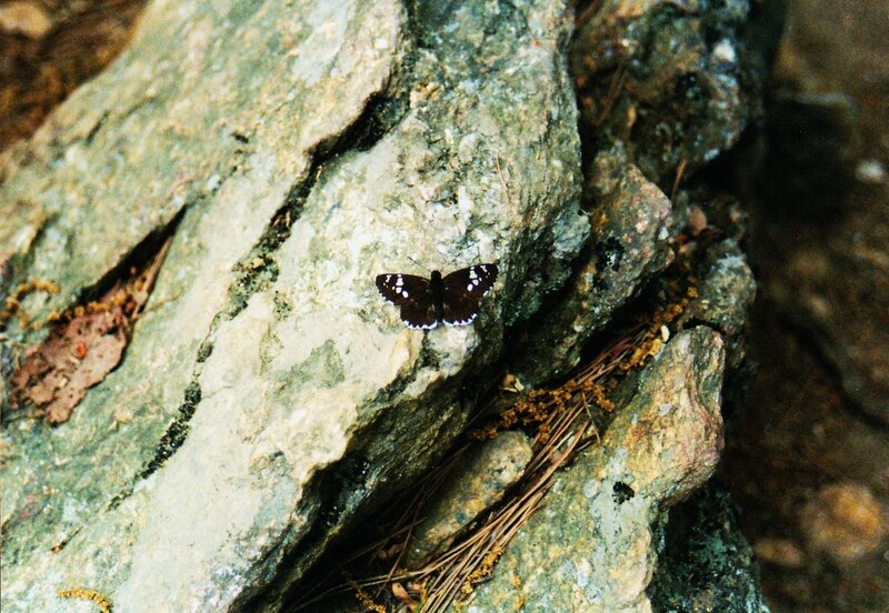 butterfly on a rocky surface
