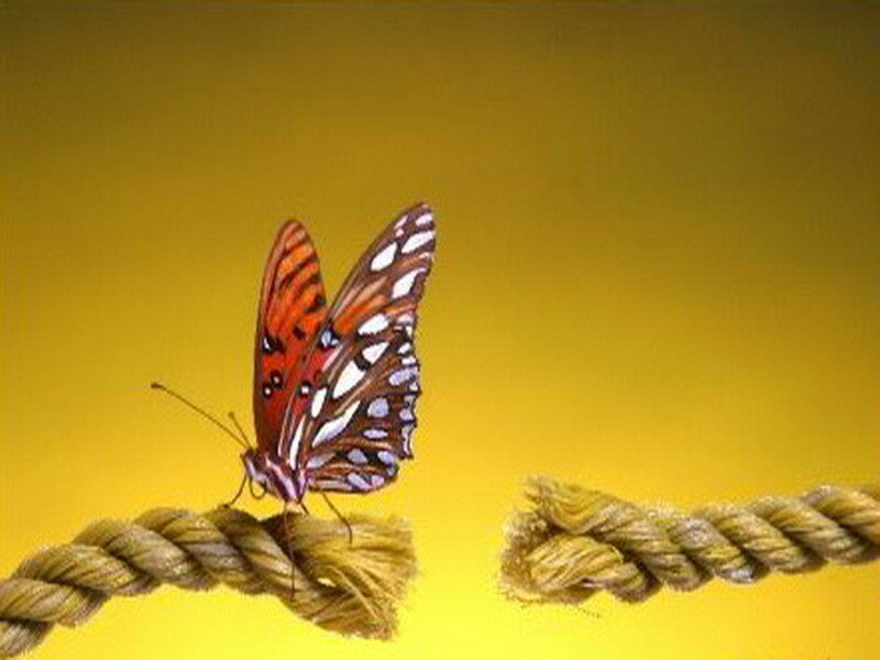 butterfly on a rope
