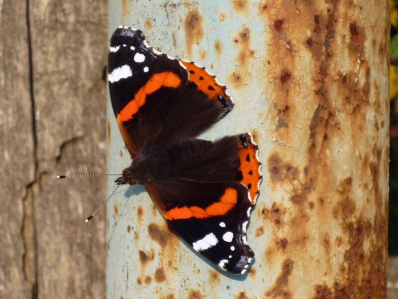 butterfly on a rusty post
