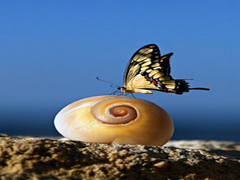 butterfly on a seashell
