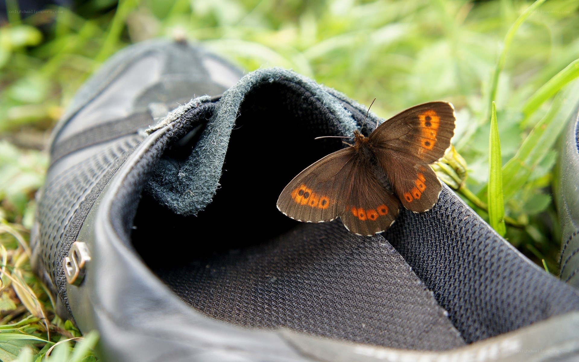 butterfly on a shoe