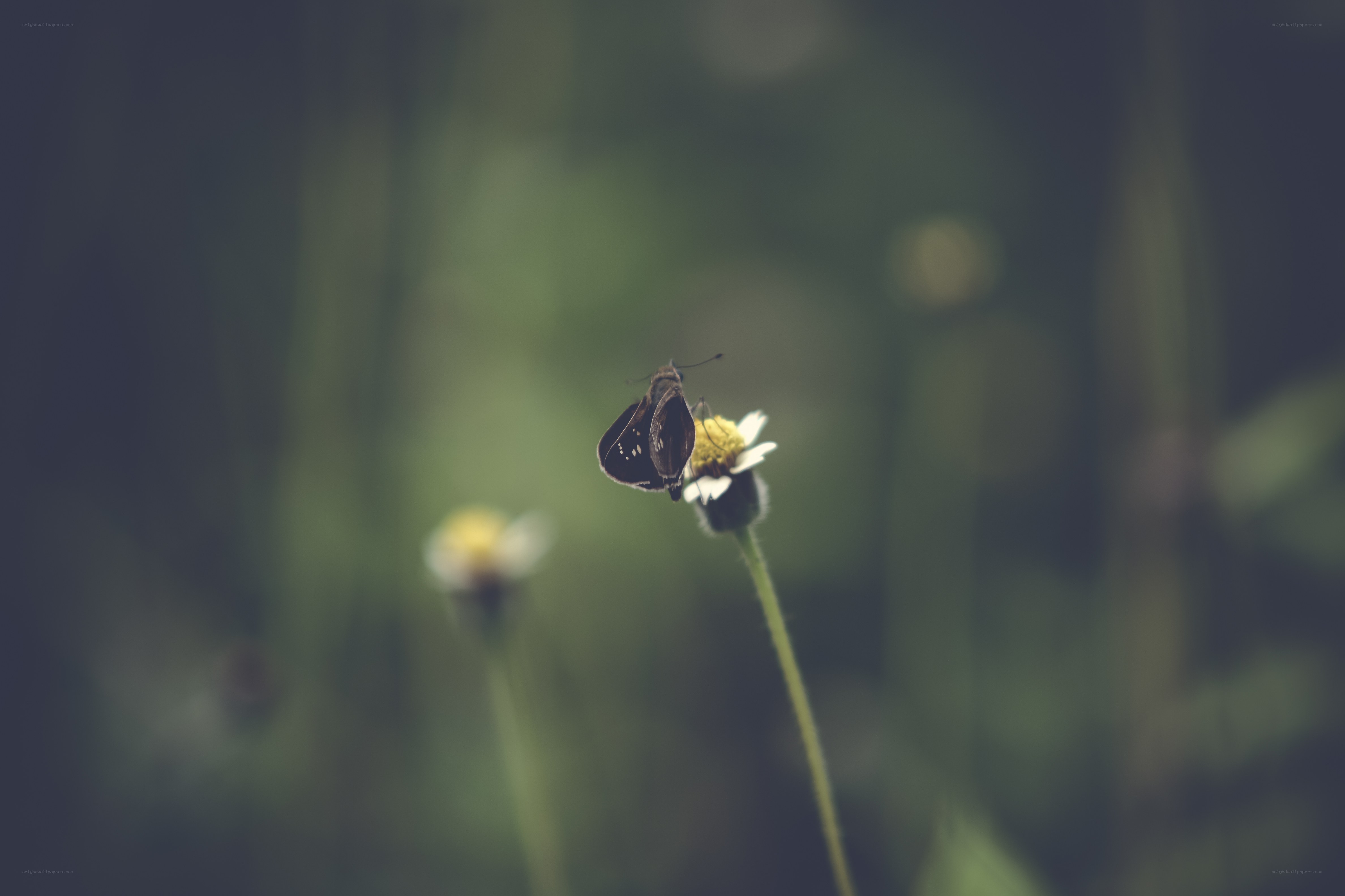 butterfly on a small flower