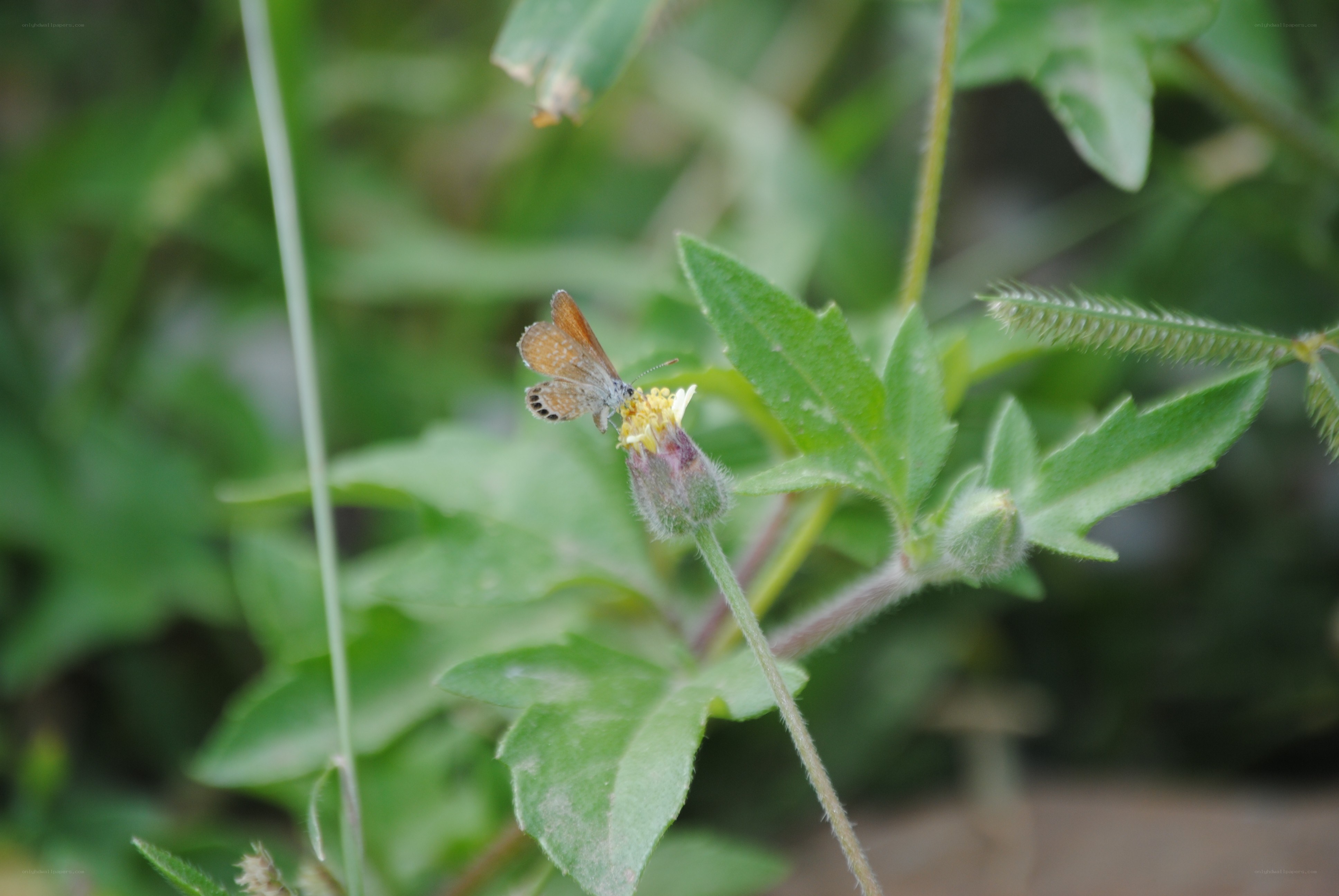 Butterfly on a small flower