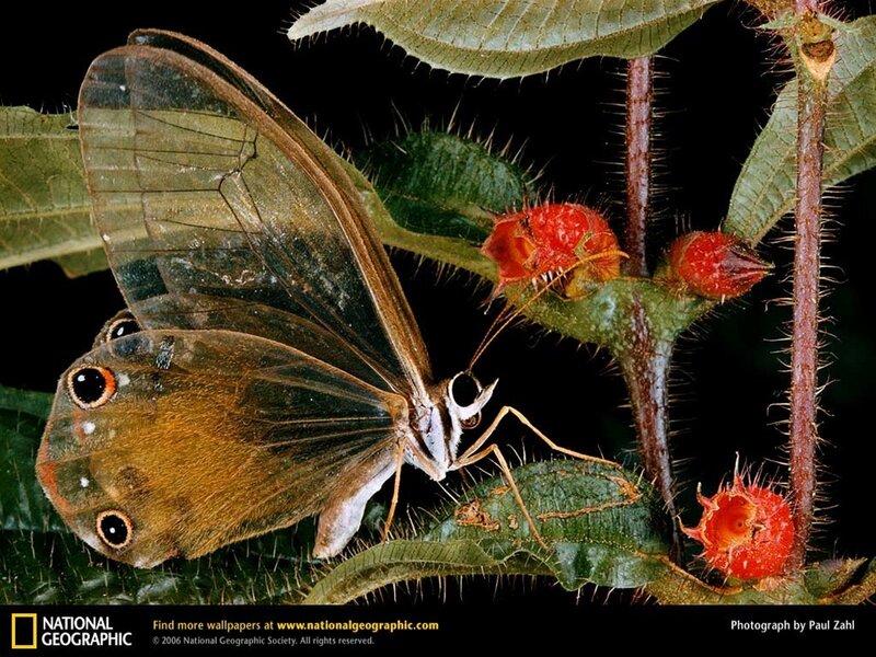 Butterfly on a spiny plant