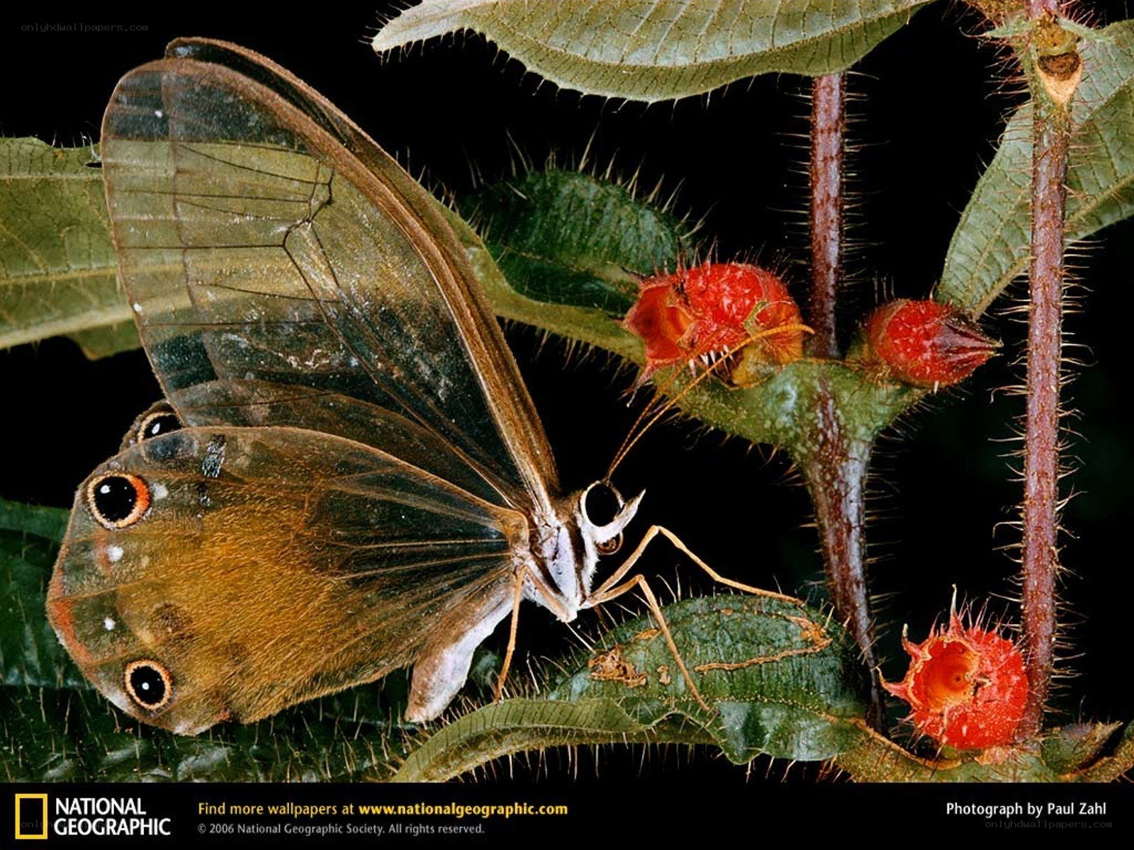 Butterfly on a spiny plant