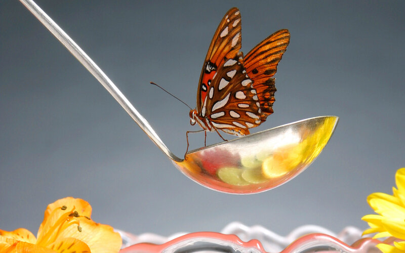 Butterfly on a Spoon — Orange
